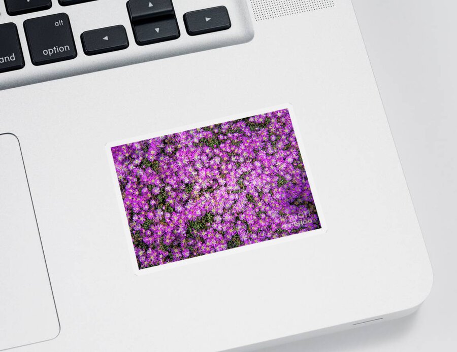Ca Route 1 Sticker featuring the photograph Purplish Pinkish Blooms by David Levin