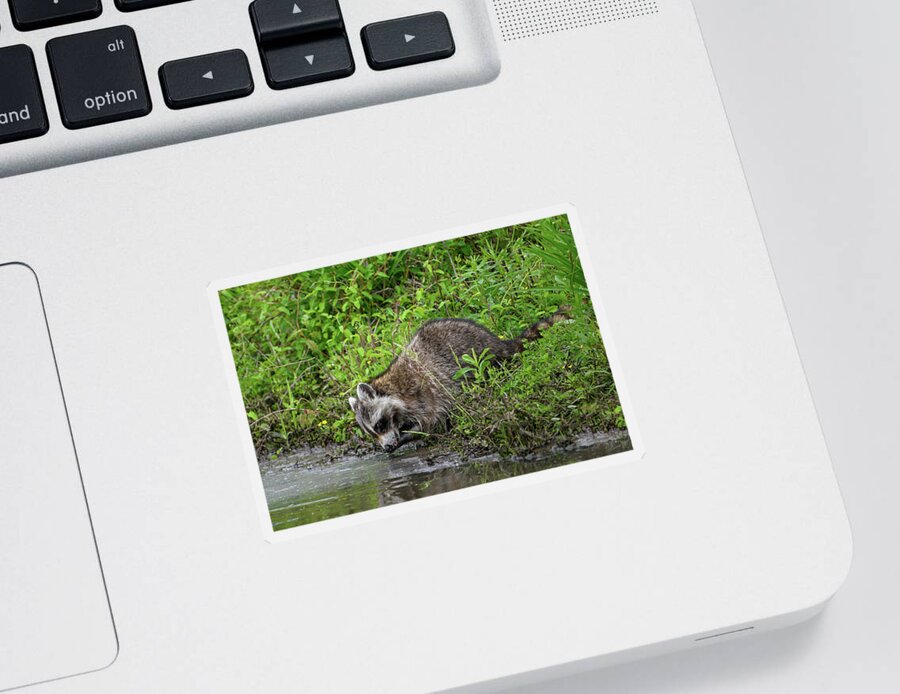 Raccoon Sticker featuring the photograph Raccoon Washing by Fon Denton