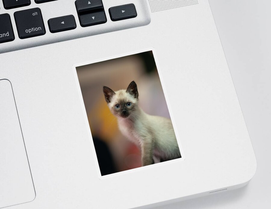 Cat Sticker featuring the photograph Ragnar by DArcy Evans