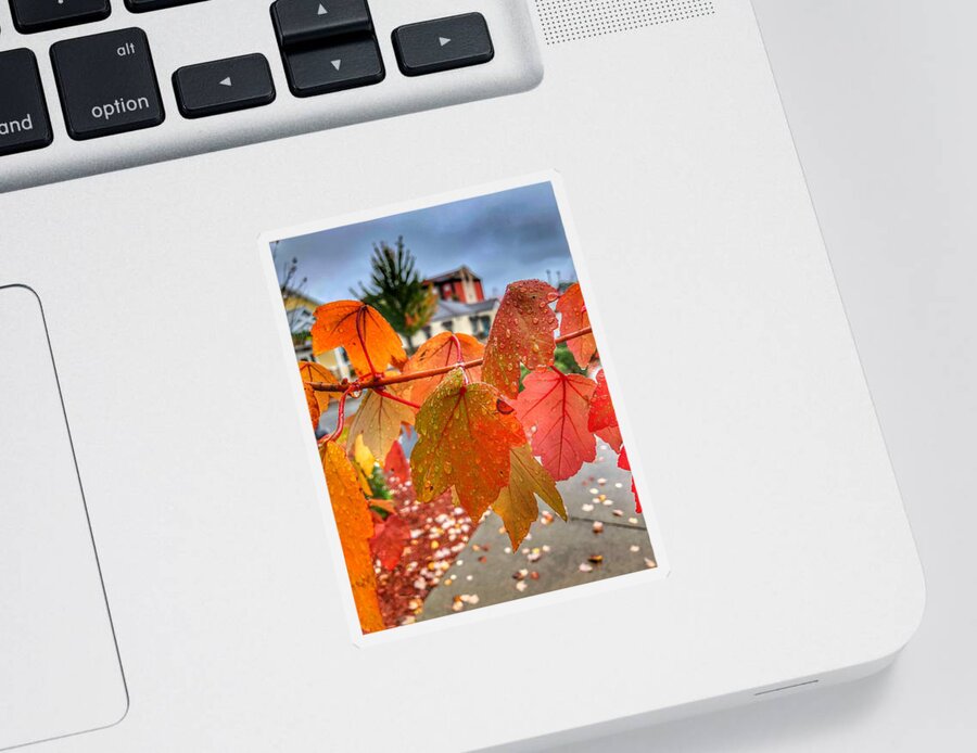 Photography Sticker featuring the photograph Rain Drops on Fall Leaves by Michael Dean Shelton