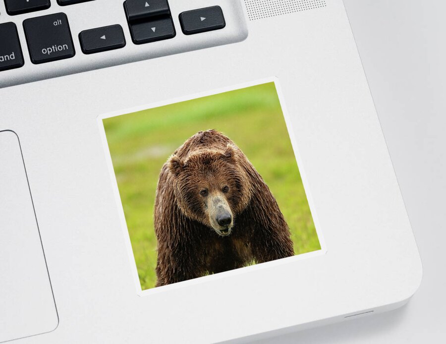 Grizzly Bears Sticker featuring the photograph Rainy Grizzly Morning by Mark Harrington