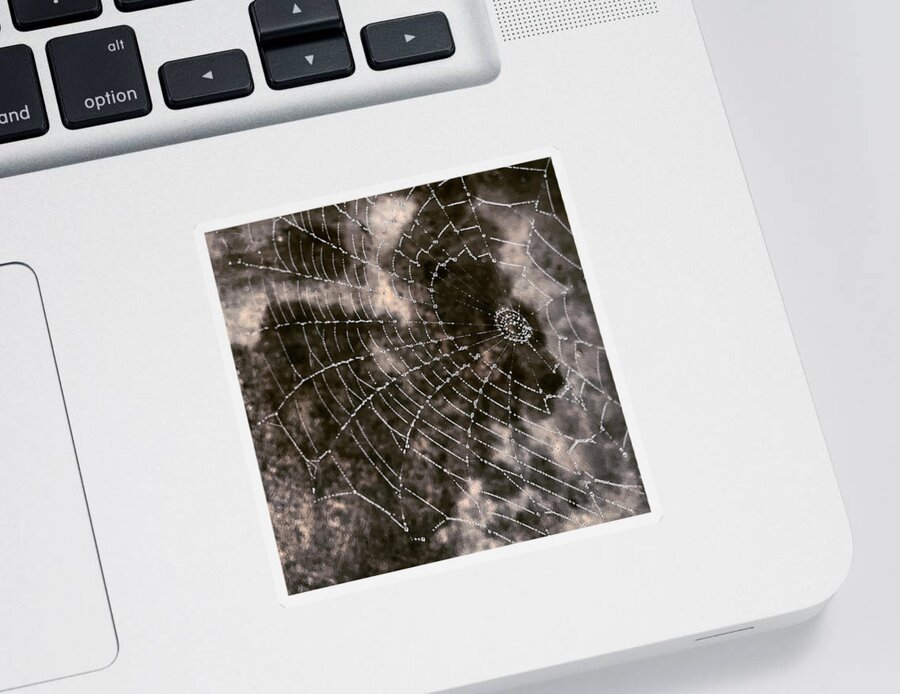 Spider Sticker featuring the photograph Rainy Web by Tanya White