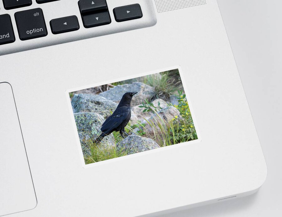 Raven Sticker featuring the photograph Raven on the Rocks by Shirley Dutchkowski