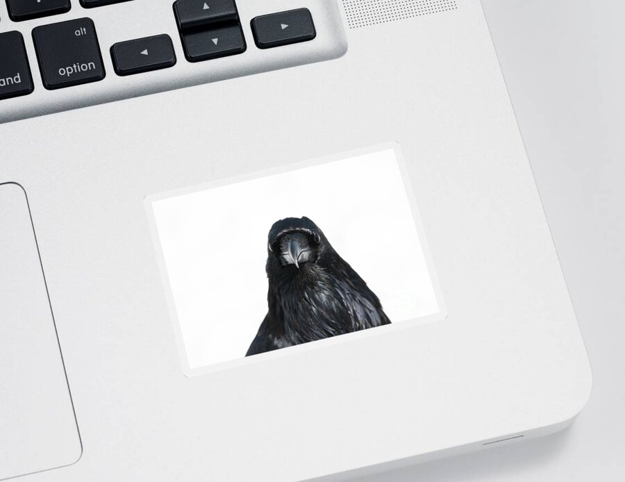 Raven Sticker featuring the photograph Raven Stare by Patrick Nowotny