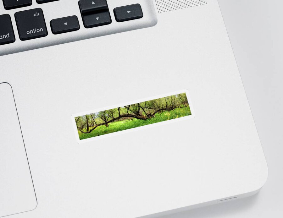 Carolina Sticker featuring the photograph Reaching Out Over the Meadow by Debra and Dave Vanderlaan