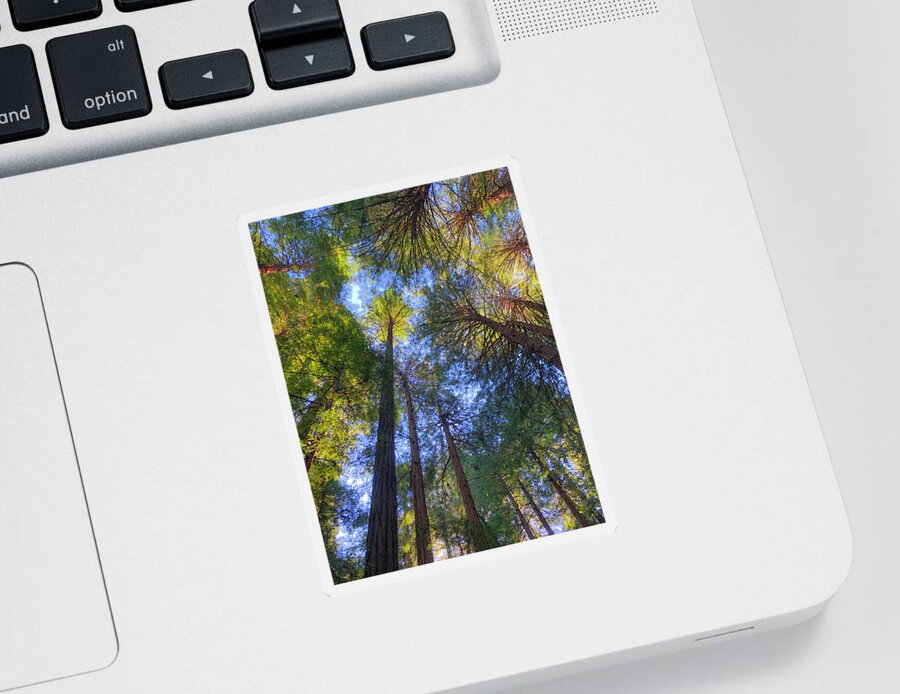 Trees Sticker featuring the photograph Reaching to Infinity by Bonnie Follett