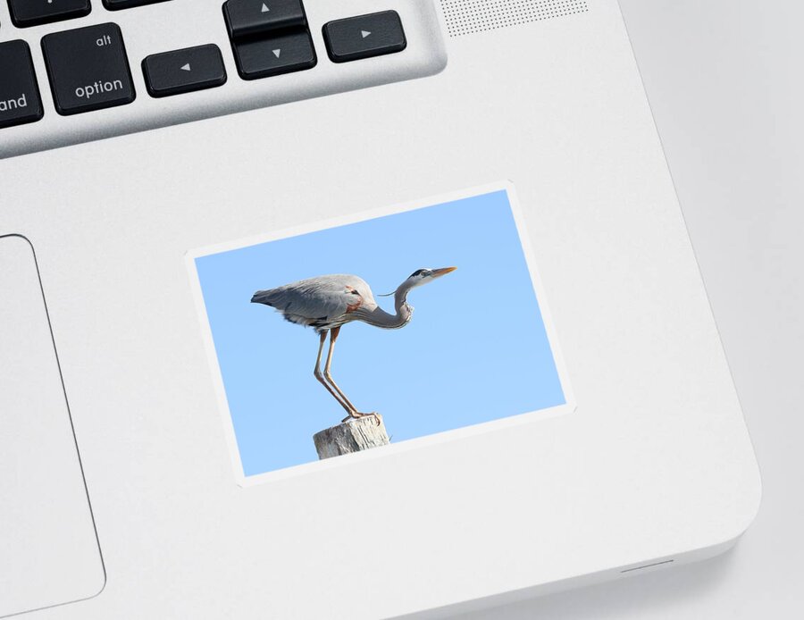 Great Blue Heron Sticker featuring the photograph Ready to Take Off by Mingming Jiang