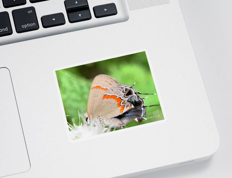 Butterfly Sticker featuring the photograph Red-banded hairstreak by Catherine Wilson