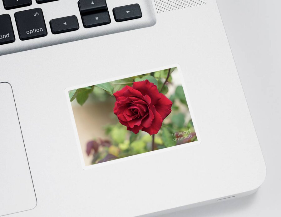 Red Rose Sticker featuring the photograph Red beauty in the garden by Adriana Mueller