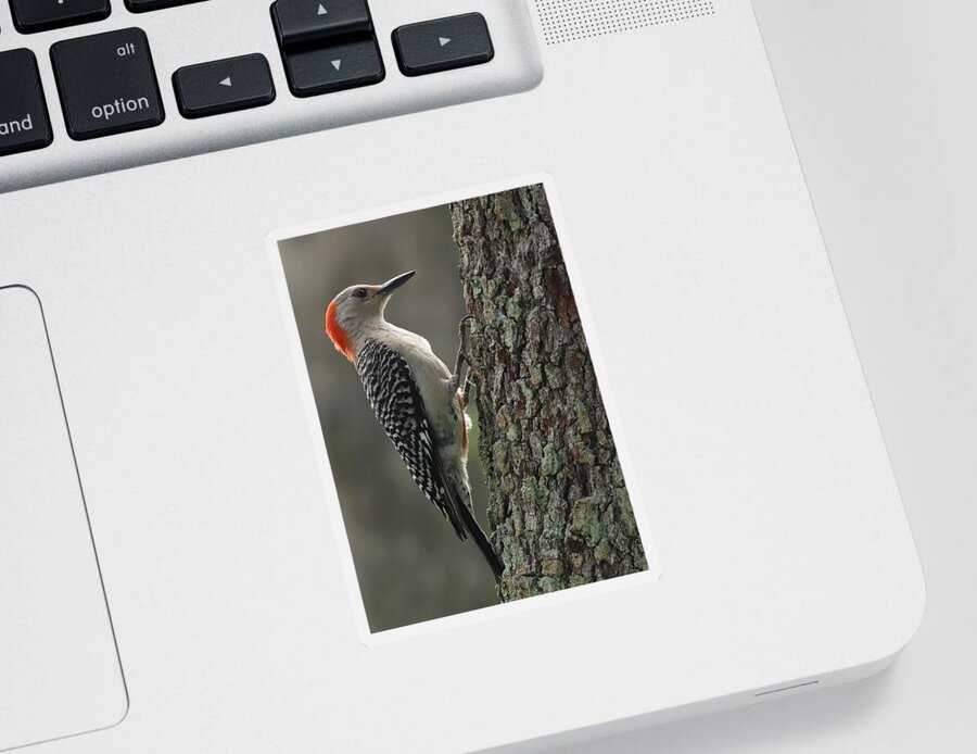 Red-bellied Woodpecker Sticker featuring the photograph Red-Bellied Woodpecker by Mingming Jiang