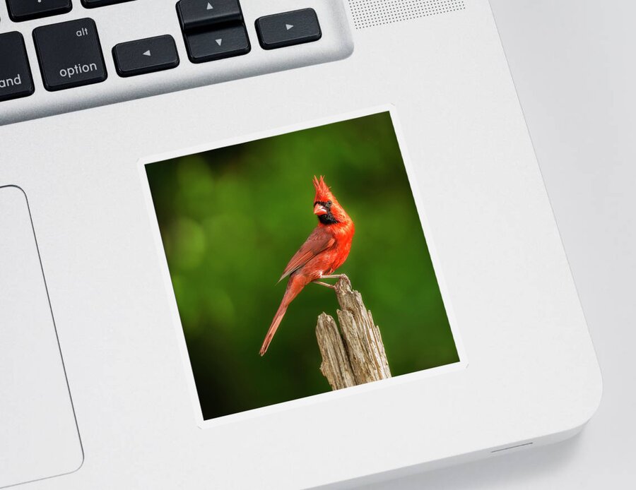 Cardinal Sticker featuring the photograph Red Bird Pop On Green by Bill and Linda Tiepelman