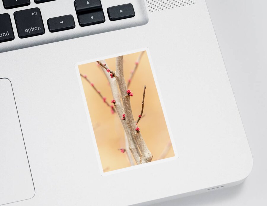 Eastern Red Bud Tree Sticker featuring the photograph Red Bud Buds 3 by Joni Eskridge