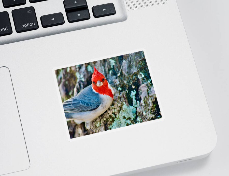 Red Crested Cardinal Sticker featuring the photograph Red Cardinal Beauty by Debra Banks