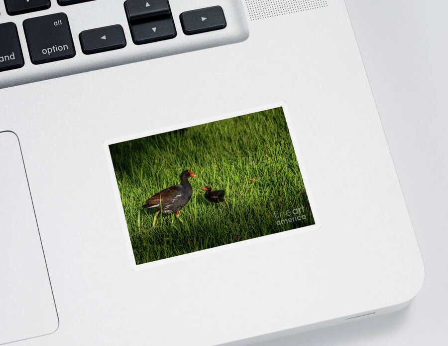 #anhinga Sticker featuring the photograph Red-faced Gallinule by Philip And Robbie Bracco