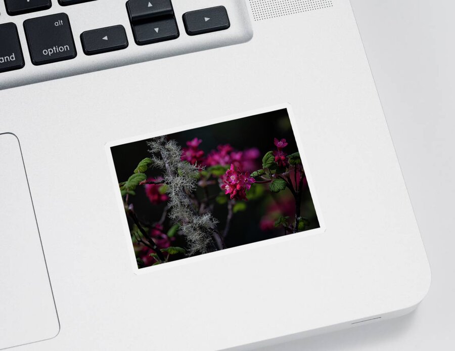 Red Flowering Currant Sticker featuring the photograph Red Flowering Currant by Randy Hall