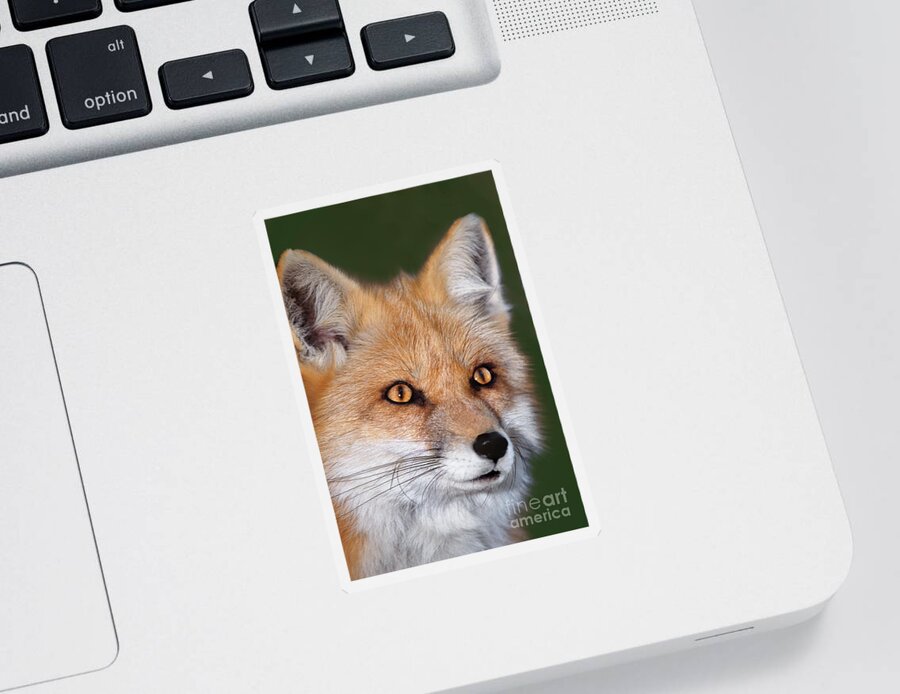 Red Fox Sticker featuring the photograph Red Fox Portrait Wildlife Rescue by Dave Welling