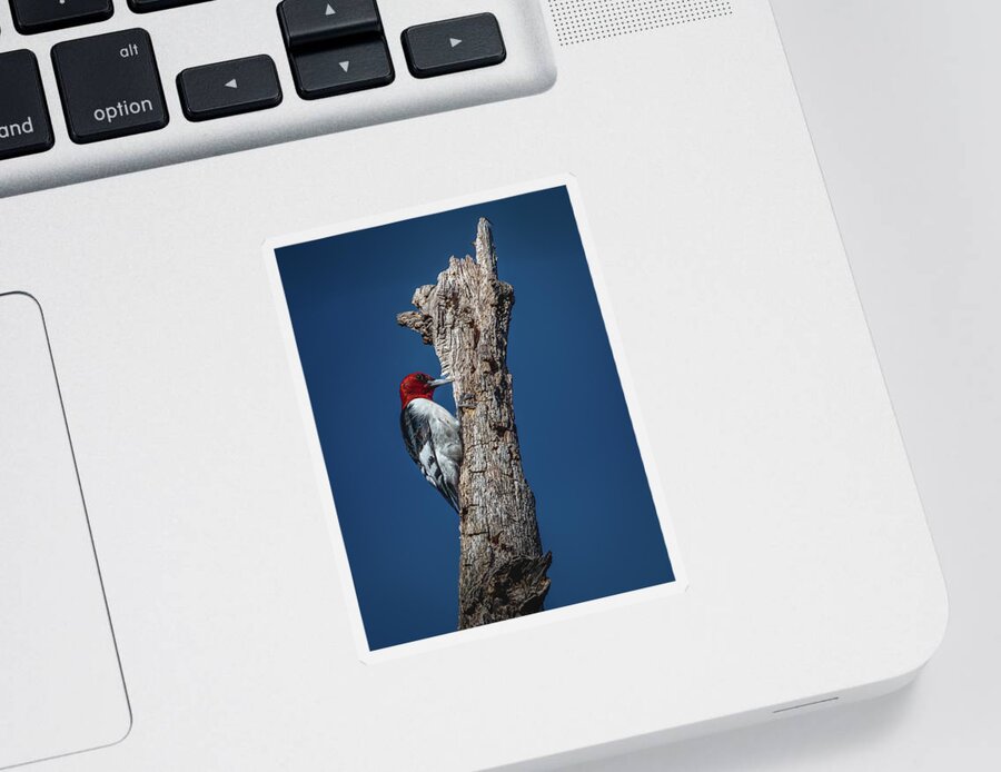 Animal Sticker featuring the photograph Red Headed Woodpecker by Brian Shoemaker