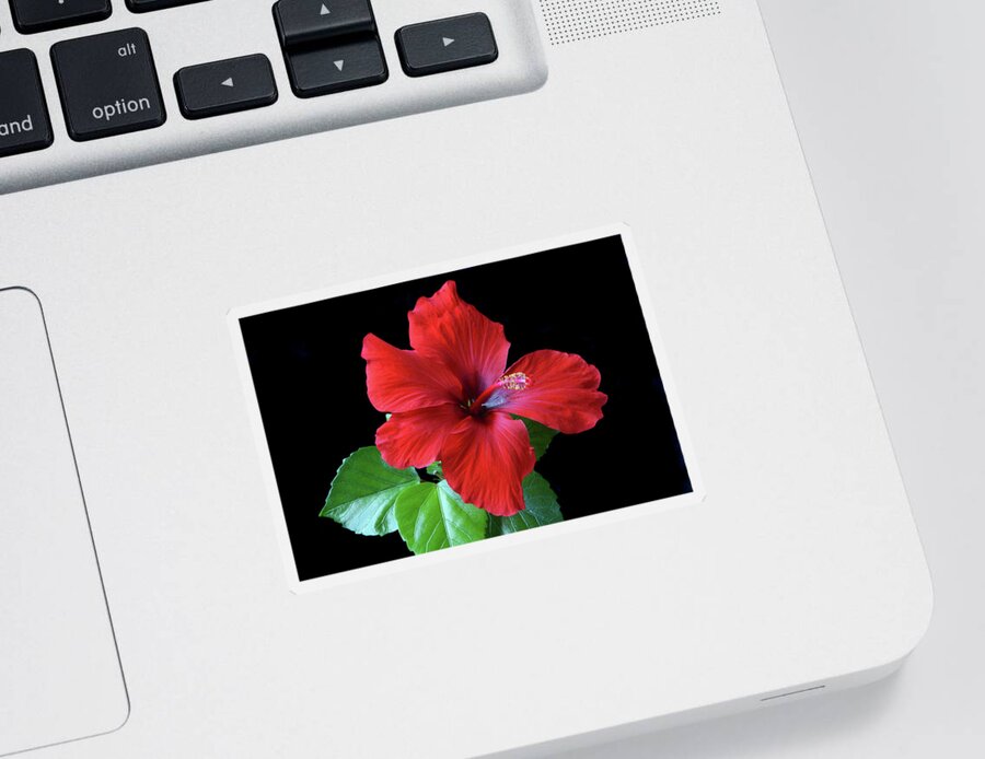 Hibiscus Sticker featuring the photograph Red Hibiscus Portrait by Terence Davis