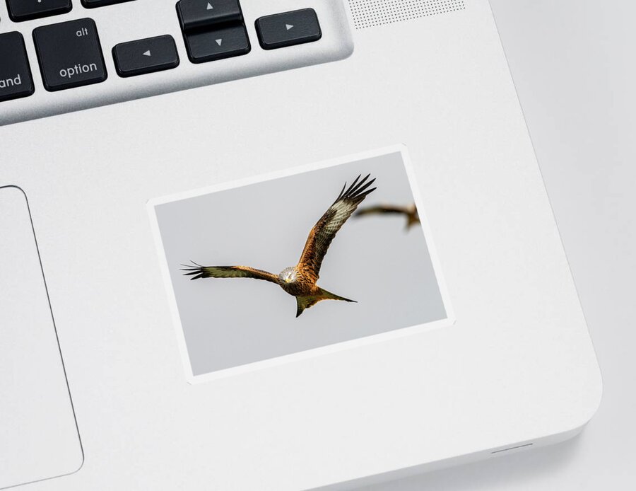 Red Kite Sticker featuring the photograph Red kite eye contact by Mark Hunter