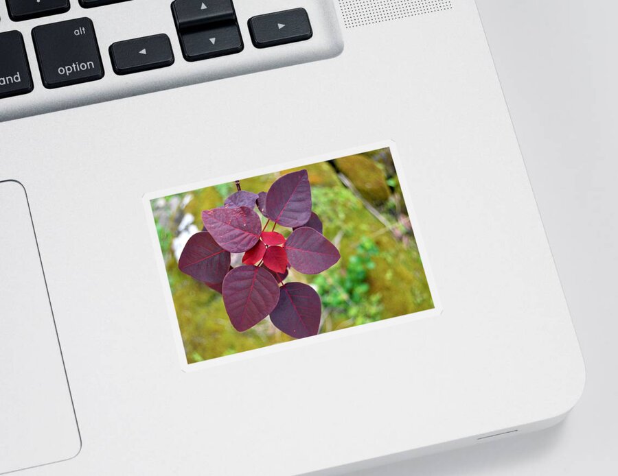 Kauai Sticker featuring the photograph Red Leaves by Amy Fose