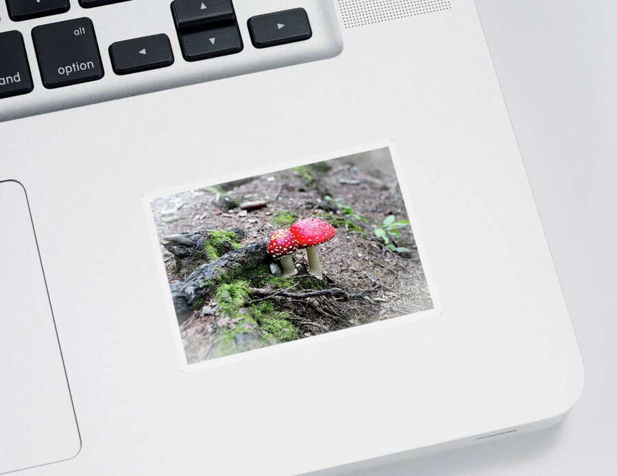 Mushrooms Sticker featuring the photograph Red Mushrooms by Rich S