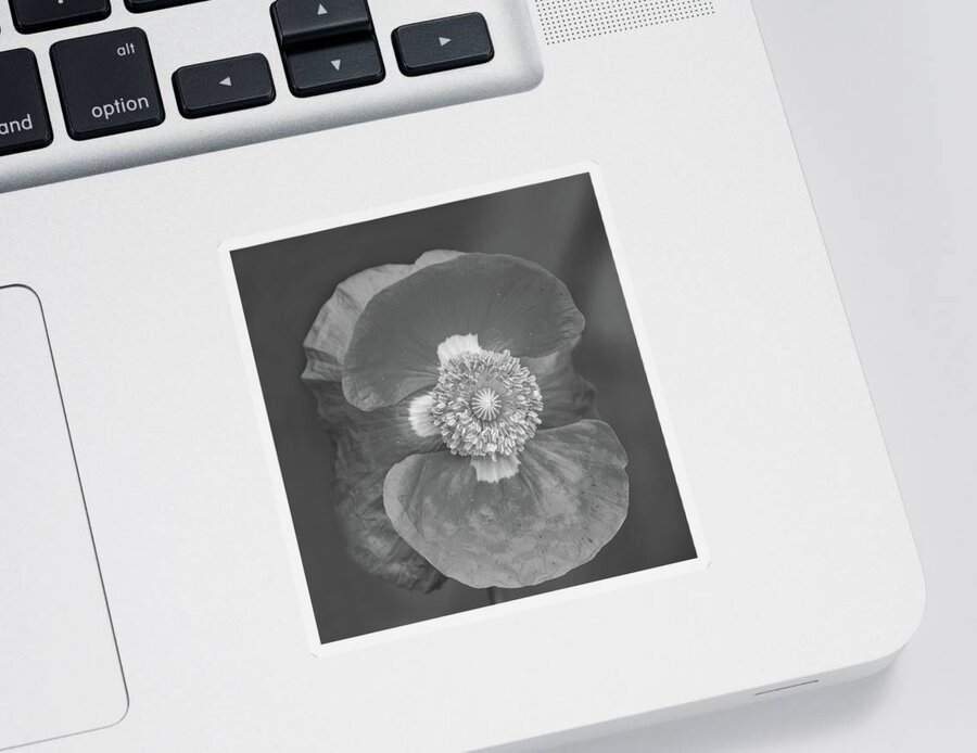 Poppy Sticker featuring the photograph Red Poppy 2021-1 Black and White by Thomas Young
