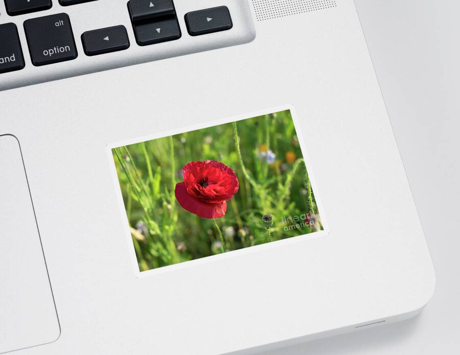 Poppy Sticker featuring the photograph Red poppy and green summer meadow by Adriana Mueller