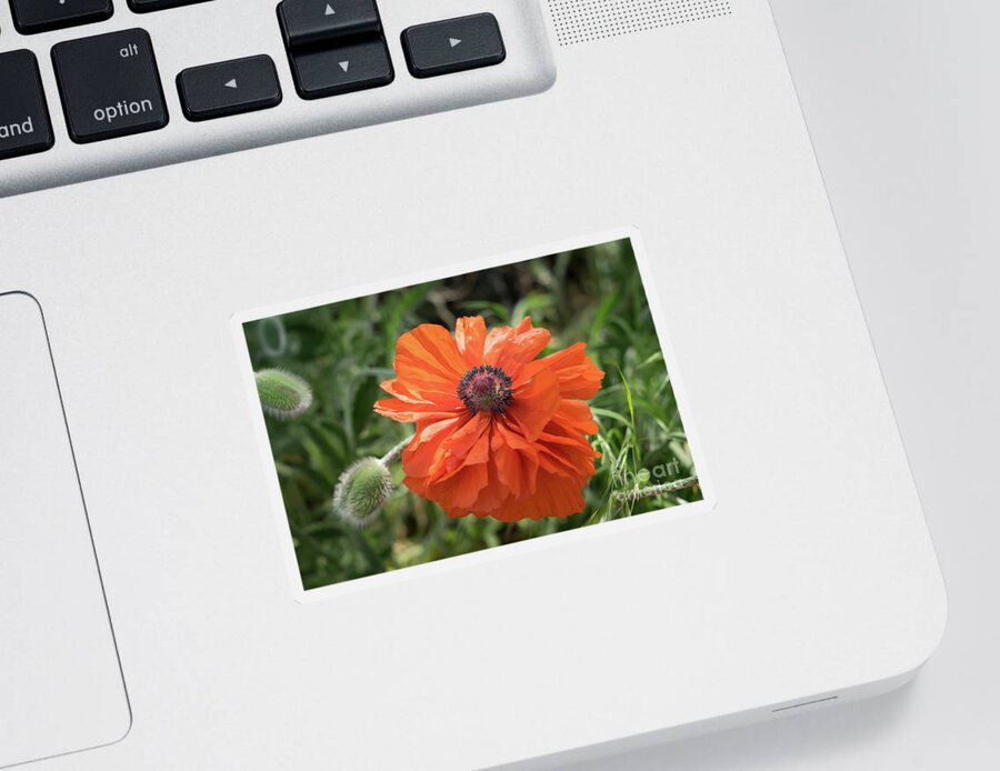 Poppy Sticker featuring the photograph Red poppy blooms on the green summer meadow by Adriana Mueller