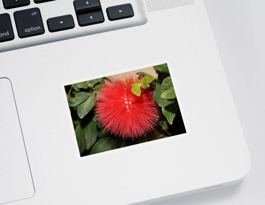 Red Powder Puff Sticker featuring the photograph Red Powder Puff Flower by Mingming Jiang