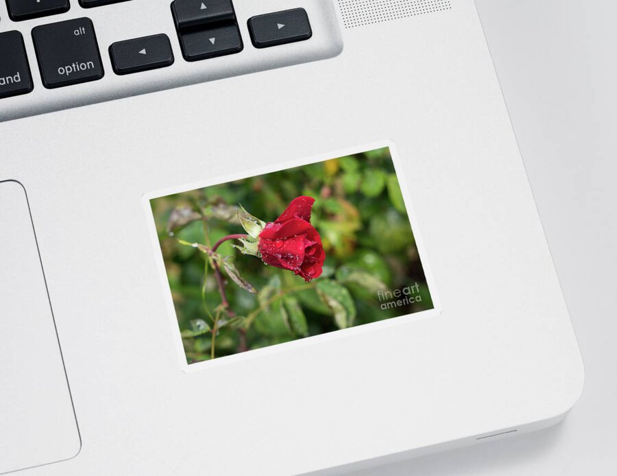 Rose Sticker featuring the photograph Red rose bud with water pearls by Adriana Mueller