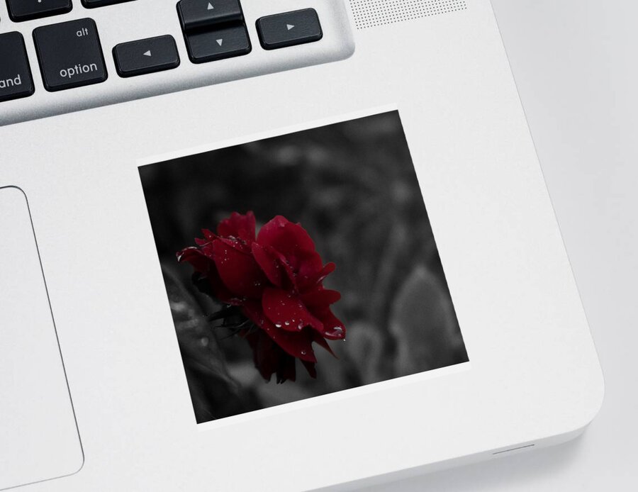 Red Rose Sticker featuring the photograph Red Rose - color key by Patricia Piotrak