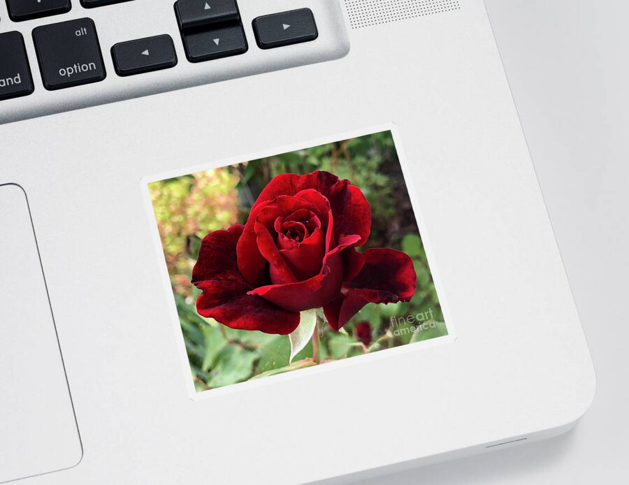 Plant Sticker featuring the photograph Red Don Juan Rose in Clayton North Carolina by Catherine Ludwig Donleycott