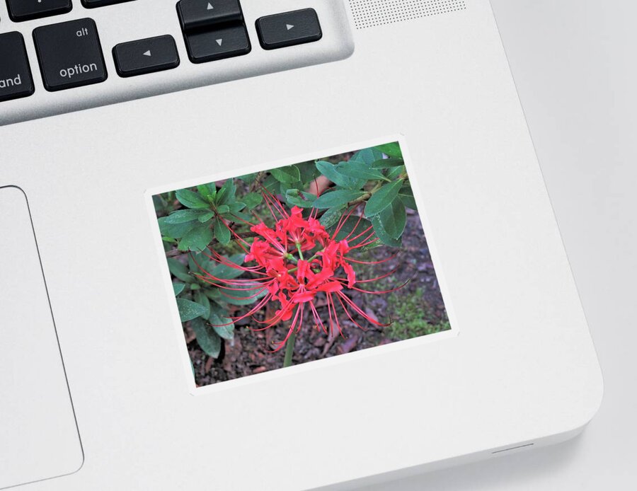 Flower Sticker featuring the photograph Red Spider Lily Stare by Ed Williams