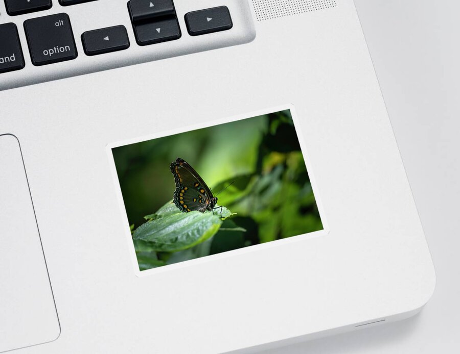 Red Spotted Sticker featuring the photograph Red Spotted Purple Admiral Butterfly by Jason Fink