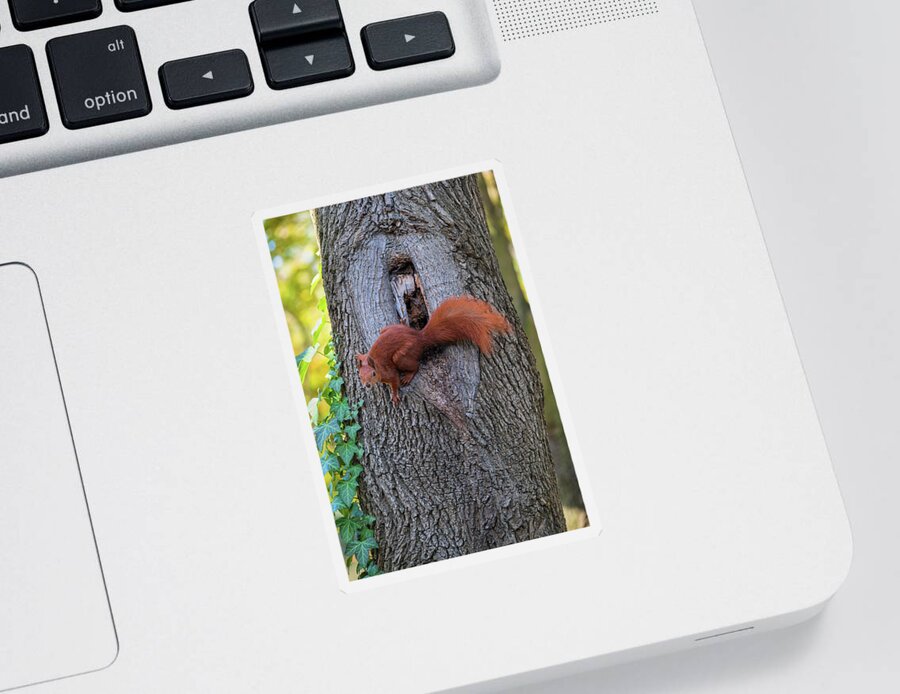 Red Sticker featuring the photograph Red Squirrel At Tree Hollow by Artur Bogacki