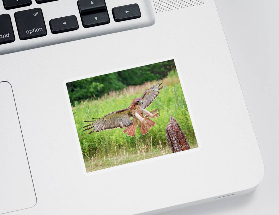 Hawk Sticker featuring the photograph Red Tail by Peg Runyan