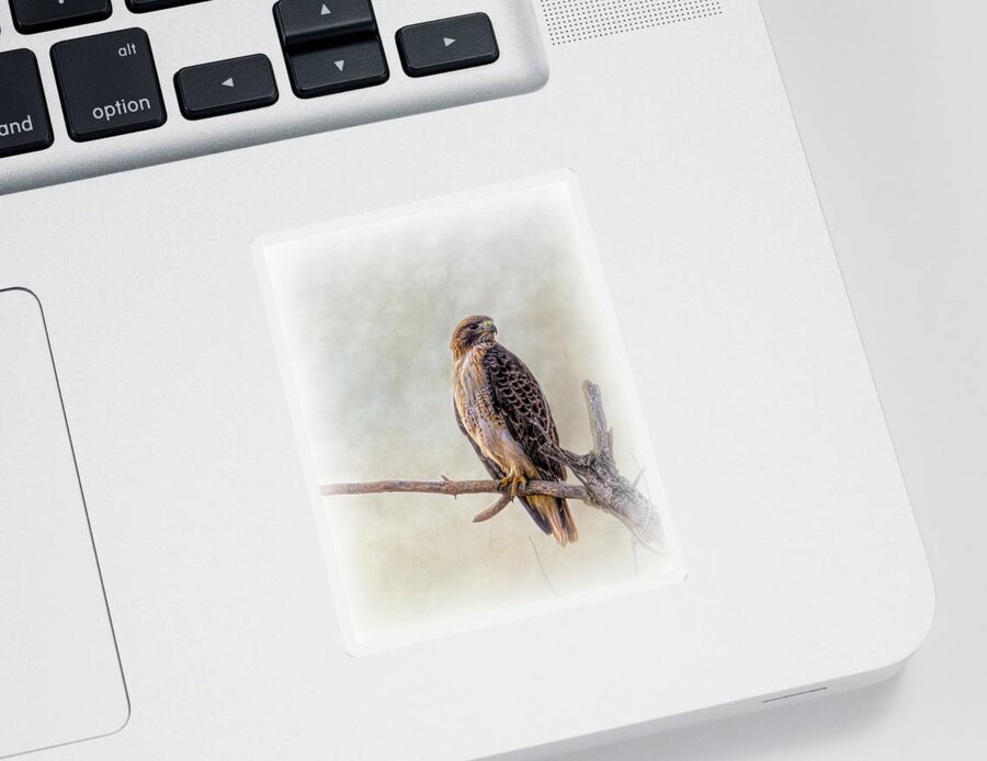 Debra Martz Sticker featuring the photograph Red Tailed Hawk Portrait by Debra Martz