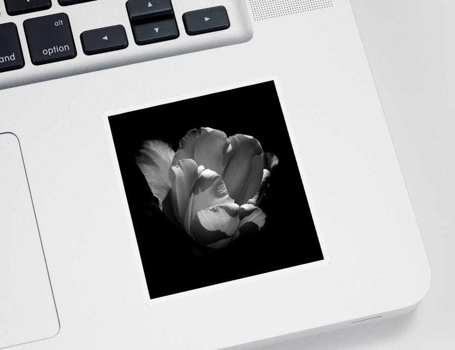 Tulip Sticker featuring the photograph Red Tulip Splendor In B/W by Len Bomba
