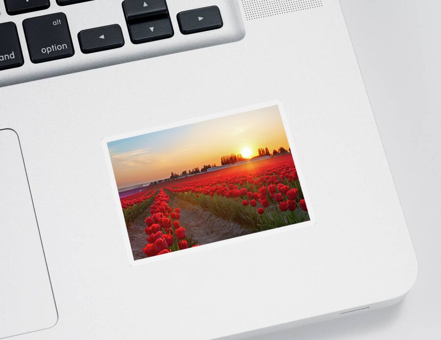 Tulips Sticker featuring the photograph Red Tulip Sunset by Michael Rauwolf