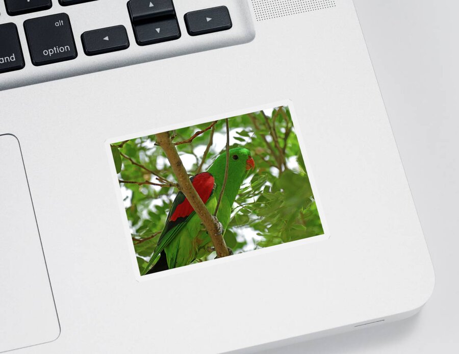 Animals Sticker featuring the photograph Red-winged Parrot perched by Maryse Jansen