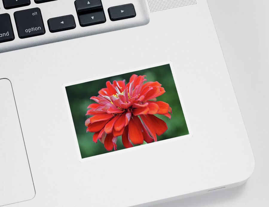 Flower Sticker featuring the photograph Red Zinnia Flower Close Up Macro by Gaby Ethington