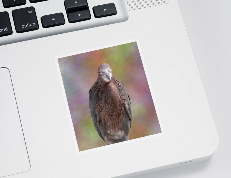 Reddish Egret Sticker featuring the photograph Reddish Egret 3 by Mingming Jiang
