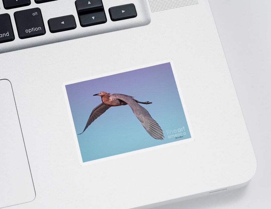 Egret Sticker featuring the photograph Reddish Egret Flight by Deborah Benoit
