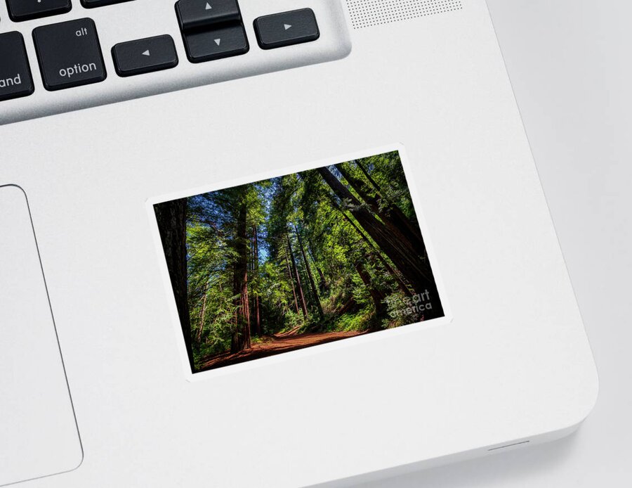 Redwoods Sticker featuring the photograph Redwood Forest by Rich Cruse