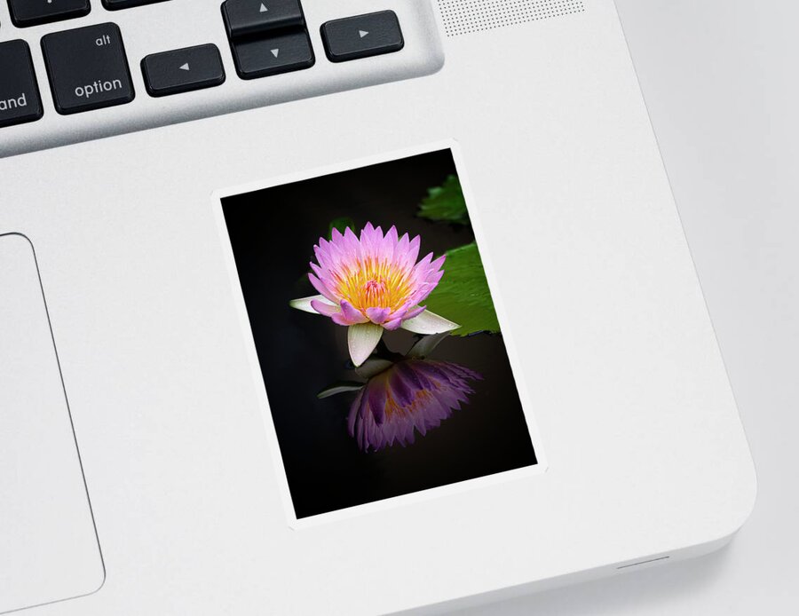 Floral Sticker featuring the photograph Reflecting. by Usha Peddamatham
