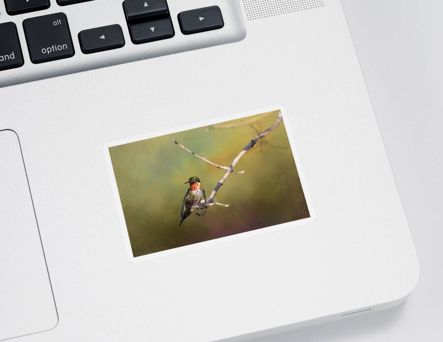 Hummingbird Sticker featuring the photograph Resting Hummingbird by Pam Rendall