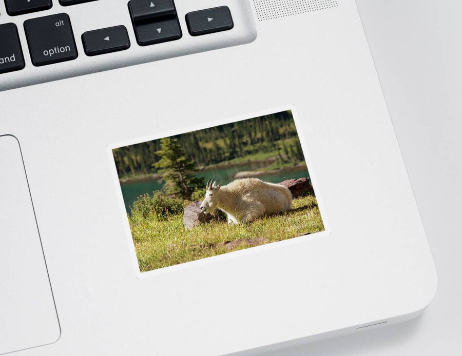 Glacier National Park Sticker featuring the photograph Resting Mountain Goat by Nancy Gleason
