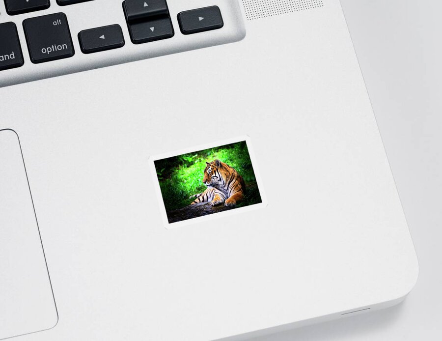 Tiger Sticker featuring the photograph Resting Tiger by Scott Burd