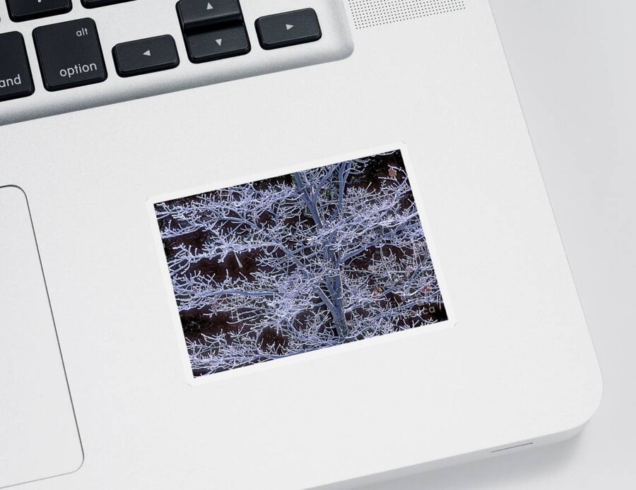 Dave Welling Sticker featuring the photograph Rime Ice Covered Black Oak In Yosemite by Dave Welling