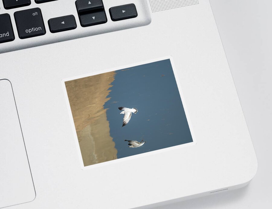 Debra Martz Sticker featuring the photograph Ring-billed Gull In Flight by Debra Martz